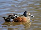 Australian Shoveler (WWT Slimbridge March 2014) - pic by Nigel Key