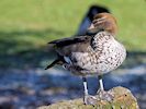 Australian Wood Duck (WWT Slimbridge March 2014) - pic by Nigel Key