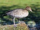 Australian Wood Duck (WWT Slimbridge March 2014) - pic by Nigel Key