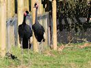 Black-Crowned Crane (WWT Slimbridge March 2014) - pic by Nigel Key