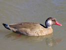 Brazilian Teal (WWT Slimbridge 16/03/14) ©Nigel Key