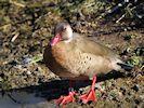 Brazilian Teal (WWT Slimbridge 16/03/14) ©Nigel Key