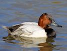 Canvasback (WWT Slimbridge March 2014) - pic by Nigel Key