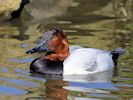 Canvasback (WWT Slimbridge 16/03/14) ©Nigel Key