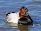 Canvasback (WWT Slimbridge 16/03/14) ©Nigel Key