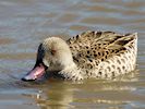 Cape Teal (WWT Slimbridge 16/03/14) ©Nigel Key