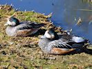 Chiloe Wigeon (WWT Slimbridge March 2014) - pic by Nigel Key