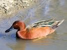 Cinnamon Teal (WWT Slimbridge 16/03/14) ©Nigel Key