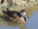 Cinnamon Teal (WWT Slimbridge 16/03/14) ©Nigel Key