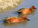 Cinnamon Teal (WWT Slimbridge 16/03/14) ©Nigel Key