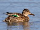 Eurasian Teal (WWT Slimbridge March 2014) - pic by Nigel Key