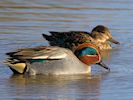 Eurasian Teal (WWT Slimbridge 16/03/14) ©Nigel Key