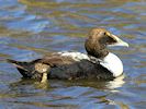 Eider (WWT Slimbridge March 2014) - pic by Nigel Key