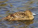 Eider (WWT Slimbridge 16/03/14) ©Nigel Key