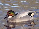 Falcated Duck (WWT Slimbridge March 2014) - pic by Nigel Key