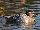 Garganey (WWT Slimbridge 16/03/14) ©Nigel Key