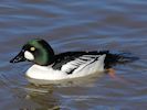 Goldeneye (WWT Slimbridge March 2014) - pic by Nigel Key