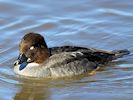 Goldeneye (WWT Slimbridge March 2014) - pic by Nigel Key