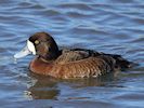 Greater Scaup (WWT Slimbridge March 2014) - pic by Nigel Key