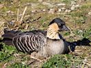 Hawaiian Goose (WWT Slimbridge March 2014) - pic by Nigel Key