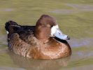 Lesser Scaup (WWT Slimbridge March 2014) - pic by Nigel Key