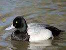 Lesser Scaup (WWT Slimbridge 16/03/14) ©Nigel Key