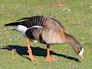 Lesser White-Fronted Goose (WWT Slimbridge 16/03/14) ©Nigel Key