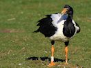 Magpie Goose (WWT Slimbridge March 2014) - pic by Nigel Key