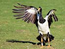 Magpie Goose (WWT Slimbridge March 2014) - pic by Nigel Key