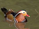 Mandarin (WWT Slimbridge 16/03/14) ©Nigel Key