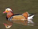 Mandarin Duck (WWT Slimbridge March 2014) - pic by Nigel Key