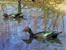 Muscovy Duck (WWT Slimbridge March 2014) - pic by Nigel Key