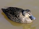 Pacific Black Duck (WWT Slimbridge March 2014) - pic by Nigel Key