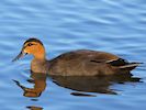 Philippine Duck (WWT Slimbridge March 2014) - pic by Nigel Key