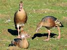 Plumed Whistling Duck (WWT Slimbridge 16/03/14) ©Nigel Key