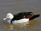 Radjah Shelduck (WWT Slimbridge 16/03/14) ©Nigel Key