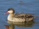 Red-Billed Teal (WWT Slimbridge March 2014) - pic by Nigel Key