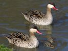 Red-Billed Teal (WWT Slimbridge March 2014) - pic by Nigel Key