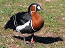 Red-Breasted Goose (WWT Slimbridge March 2014) - pic by Nigel Key