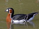 Red-Breasted Goose (WWT Slimbridge 16/03/14) ©Nigel Key