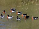 Red-Breasted Goose (WWT Slimbridge March 2014) - pic by Nigel Key