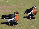 Red-Breasted Goose (WWT Slimbridge 16/03/14) ©Nigel Key