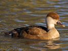 Red-Crested Pochard (WWT Slimbridge 16/03/14) ©Nigel Key