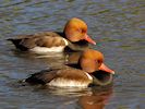 Red-Crested Pochard (WWT Slimbridge March 2014) - pic by Nigel Key