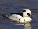 Smew (WWT Slimbridge 16/03/14) ©Nigel Key