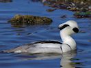 Smew (WWT Slimbridge March 2014) - pic by Nigel Key