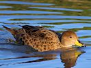 South Georgian Pintail (WWT Slimbridge 16/03/14) ©Nigel Key