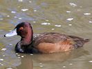 Southern Pochard (WWT Slimbridge 16/03/14) ©Nigel Key