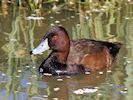 Southern Pochard (WWT Slimbridge March 2014) - pic by Nigel Key