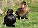 Southern Pochard (WWT Slimbridge 16/03/14) ©Nigel Key